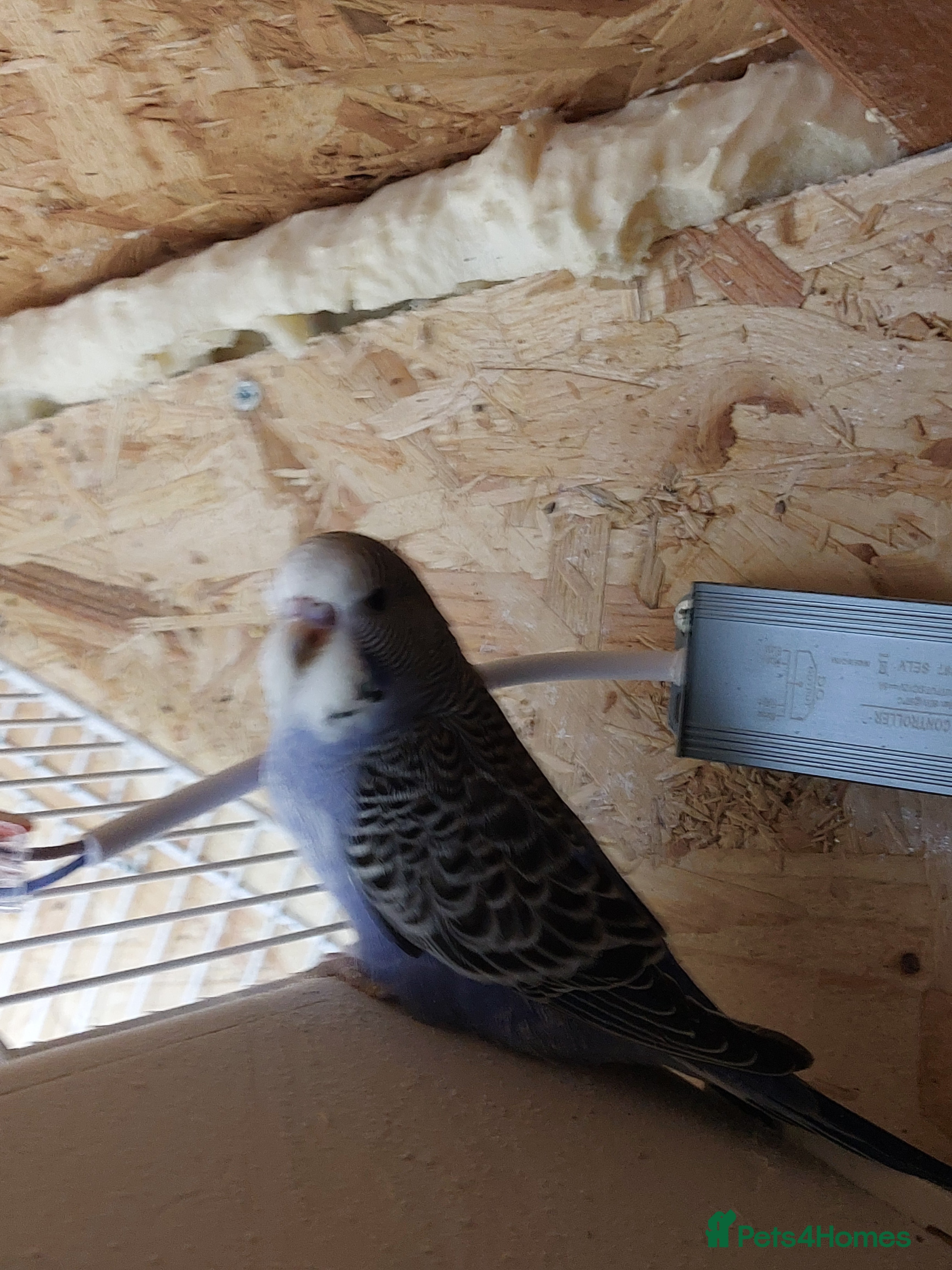 Budgerigars birds Lovely baby budgie  - Advert 3