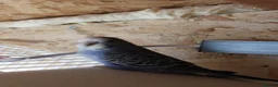 Budgerigars birds for sale: Lovely baby budgie  in Newport - Advert 1
