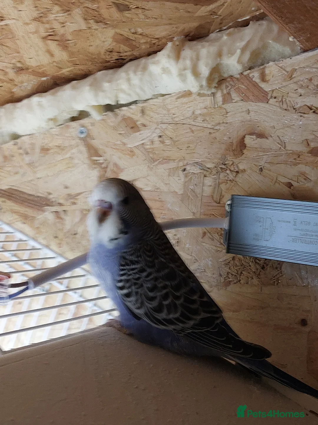 Budgerigars birds for sale: Lovely baby budgie  in Newport - Advert 1