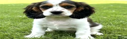 Cockalier dogs for sale: 1 male Cockalier puppy  - Advert 6