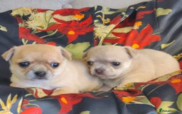 Chihuahua dogs for sale: Two Beautiful Female Chihuahua Puppies - Image 1