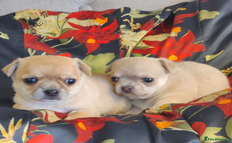 Chihuahua dogs - Advert 1