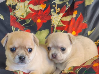 Chihuahua dogs - Advert 16
