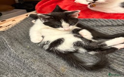Mixed Breed cats for sale: Kittens  - Image 19
