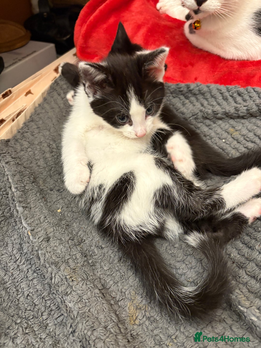 Mixed Breed cats for sale: Kittens  - Image 19