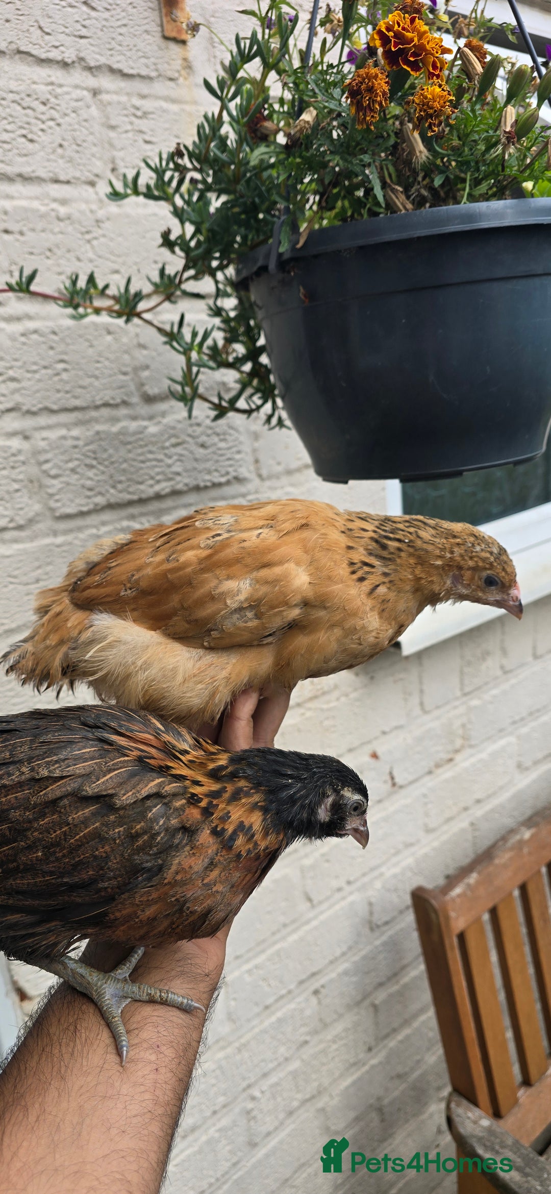 Chickens poultry for sale: two hens and two roosters  - Image 2