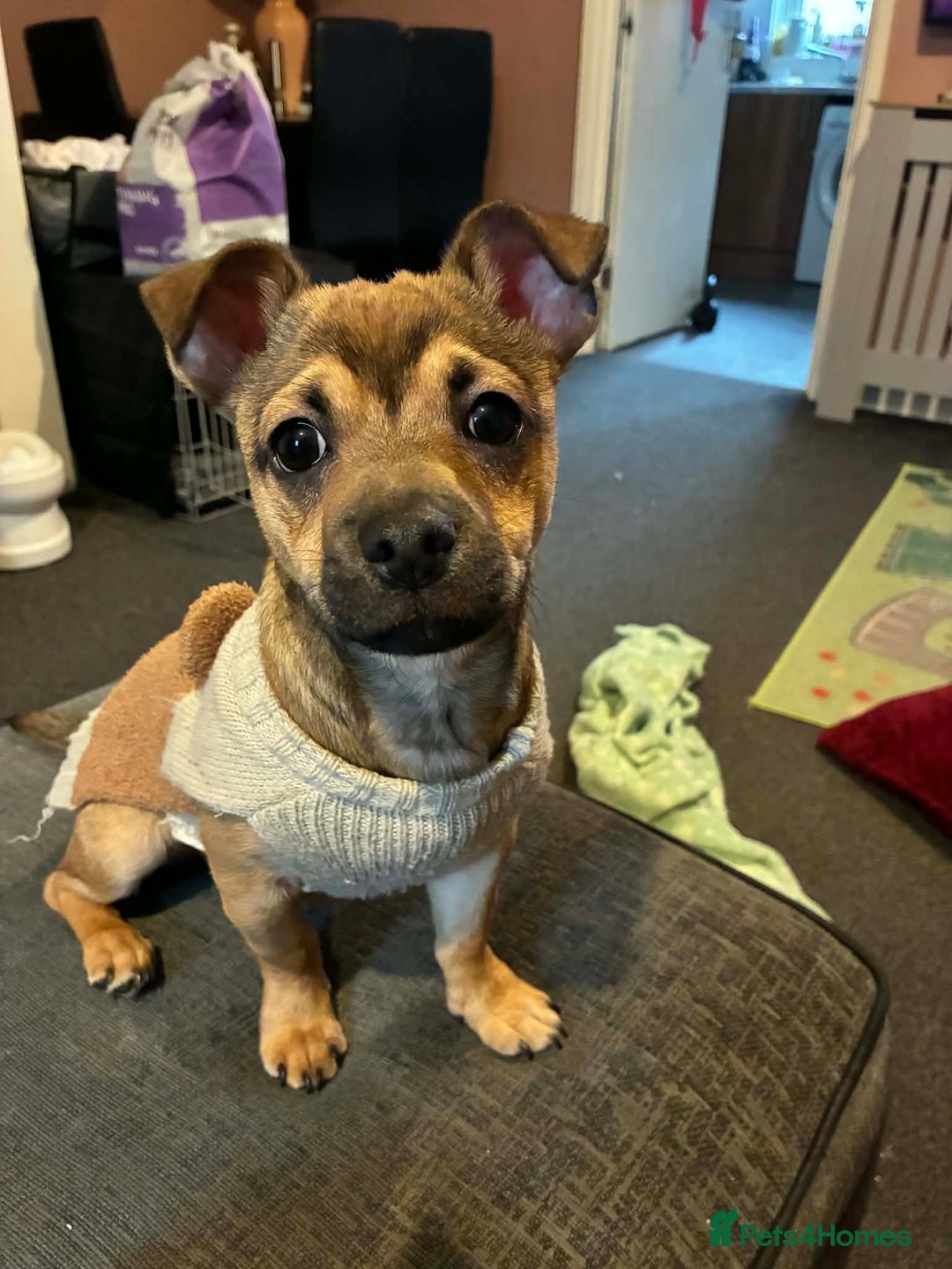 Mixed Breed dogs for sale: 4 months old chi/jack - Advert 1