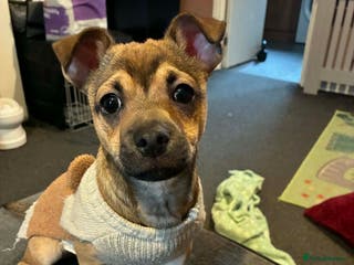 Mixed Breed dogs 4 months old chi/jack - Advert 8