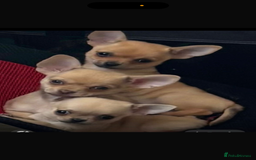 Chihuahua dogs for sale: 18 week old Tiny Female Chihuahua - Image 2