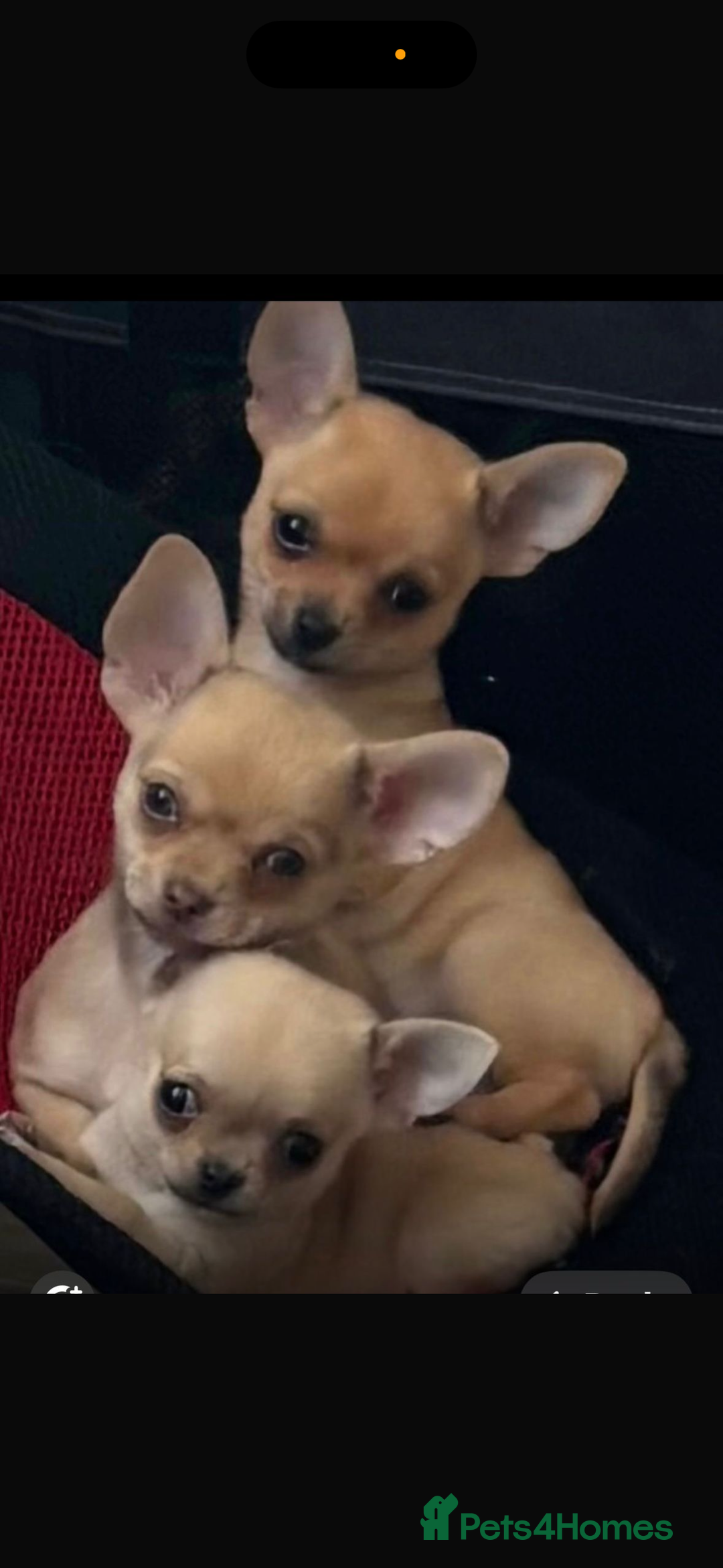 Chihuahua dogs for sale: 18 week old Tiny Female Chihuahua - Image 2