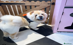 Chow Chow dogs for sale: Rambo the chow-chow  - Image 1