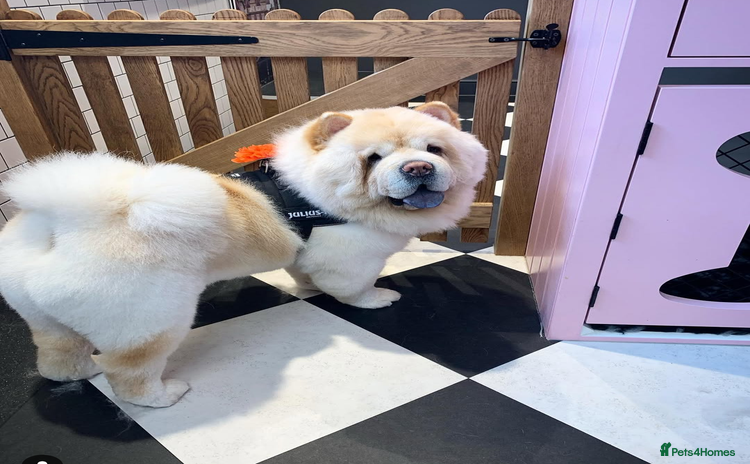 Chow Chow dogs - Advert 2