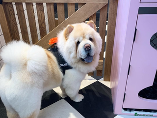 Chow Chow dogs - Advert 11
