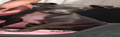 Italian Greyhound 4