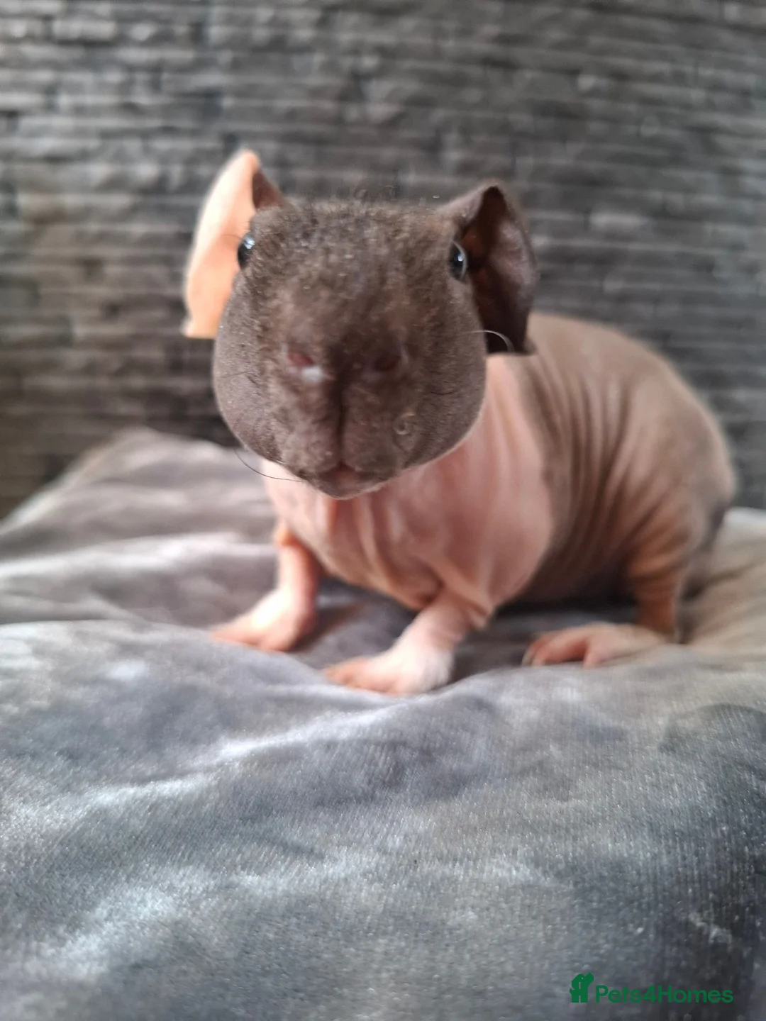 Guinea Pig rodents for sale: Purebred skinny pigs- ONLY 50£ ♡ - Advert 2