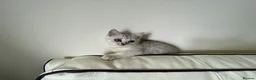 British Shorthair cats for sale: British Blue Shorthair Silver Tabby kittens - Advert 24