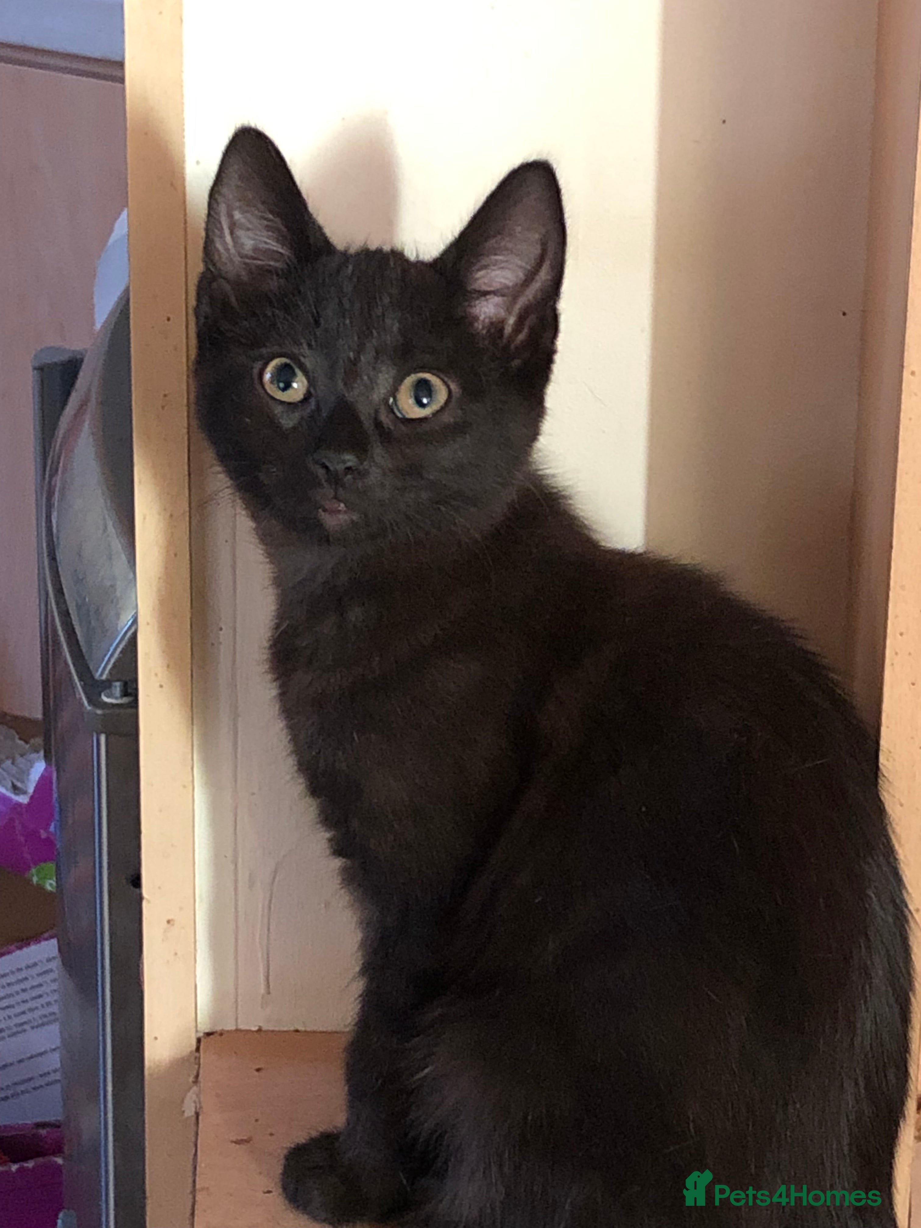 Mixed Breed cats Siamese/Maine Coon mix kittens. 2 girls, 2 boys - Advert 17