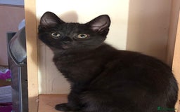 Mixed Breed cats for sale: Siamese/Maine Coon mix kittens. 2 girls, 2 boys - Advert 5