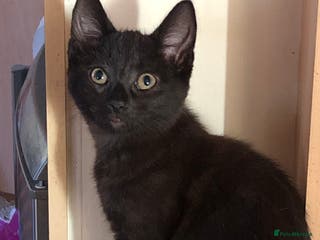 Mixed Breed cats Siamese/Maine Coon mix kittens. 2 girls, 2 boys - Advert 18