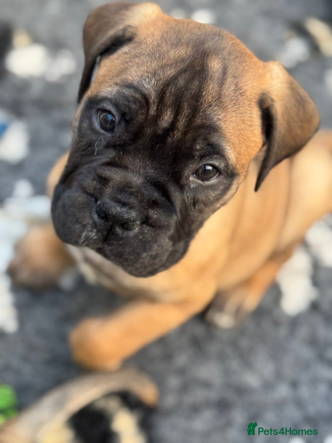 Bullmastiff dogs for sale: Beautiful Pedigree Puppies - Advert 27