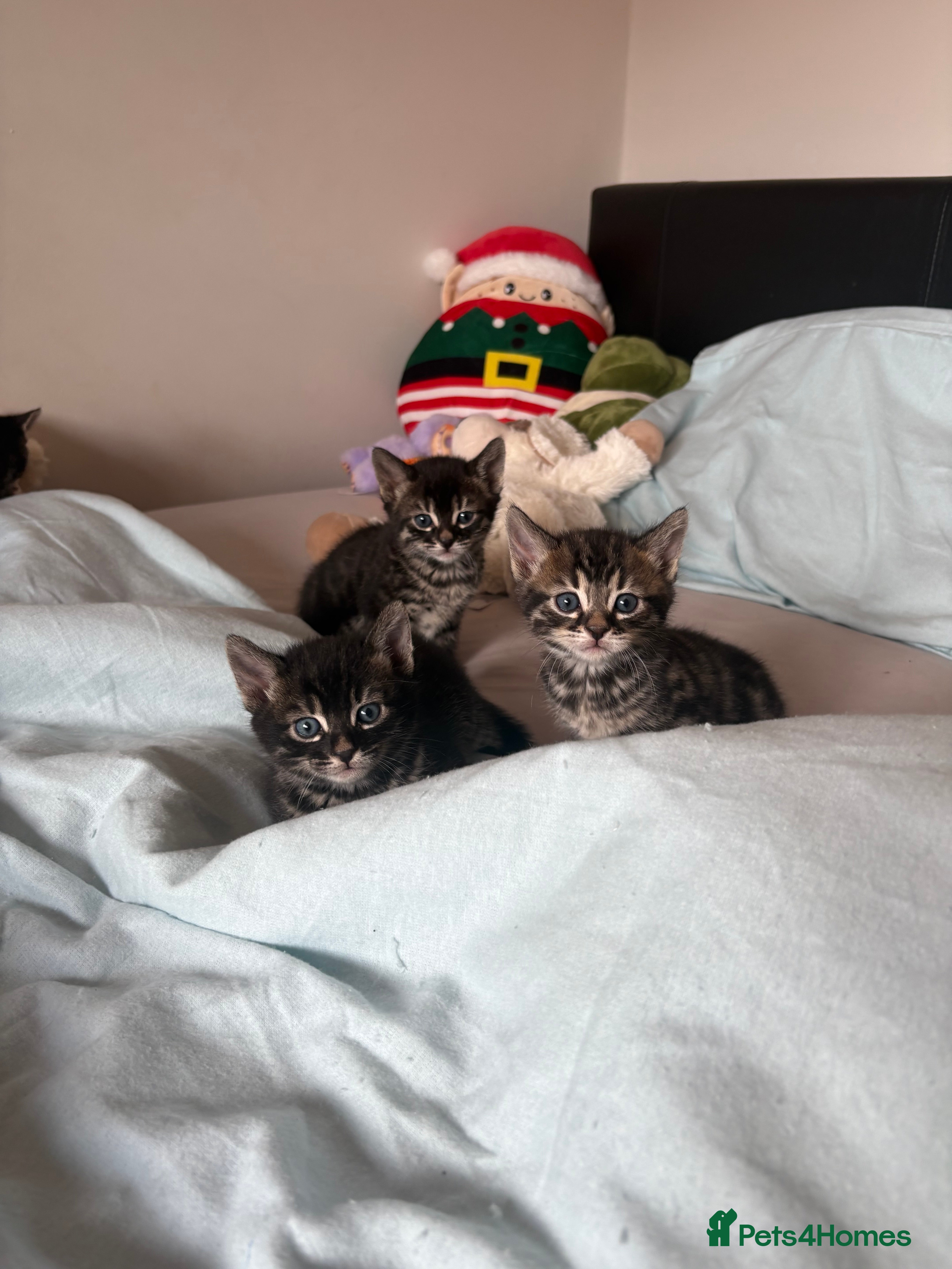 Mixed Breed cats Bengal cross kittens  - Advert 2