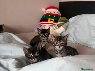 Mixed Breed cats Bengal cross kittens - Advert 1