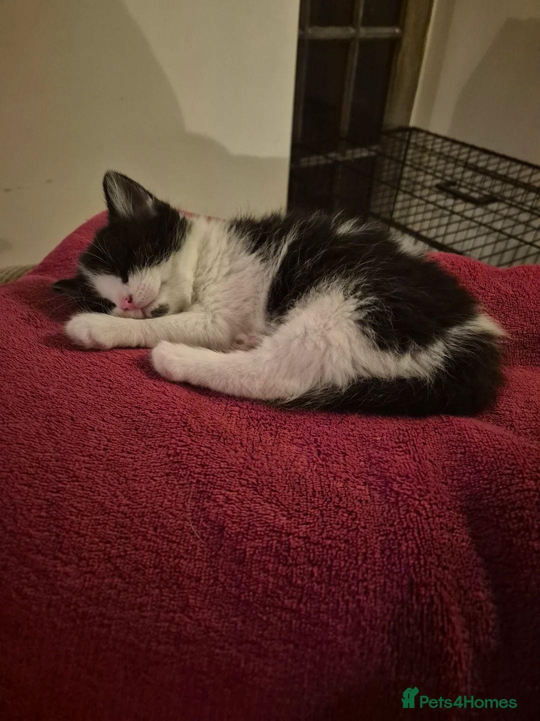 Mixed Breed cats for sale: 2 girls 3 boys kittens  - Advert 7