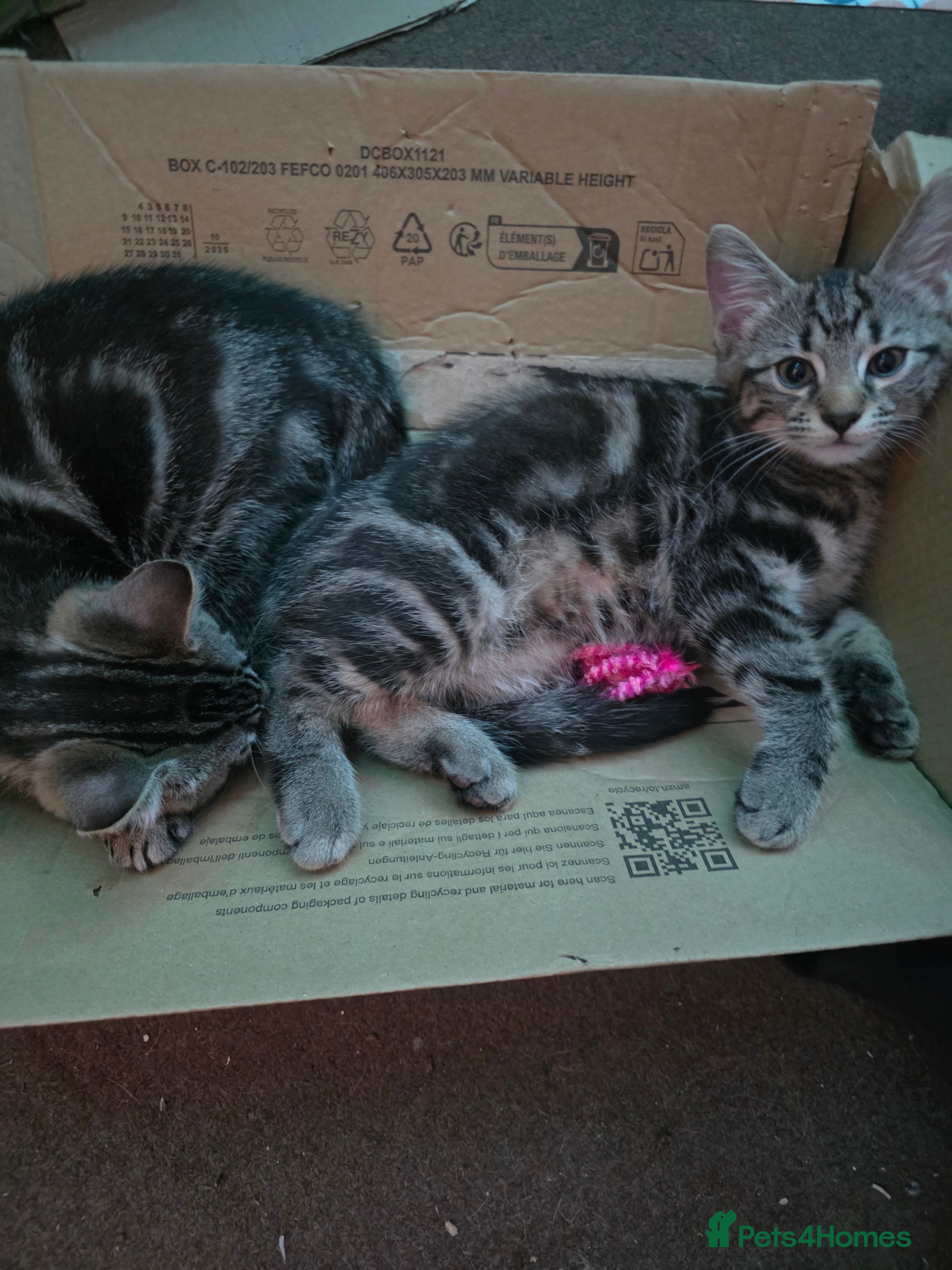 British Shorthair cats 2 Male Kittens - Advert 3