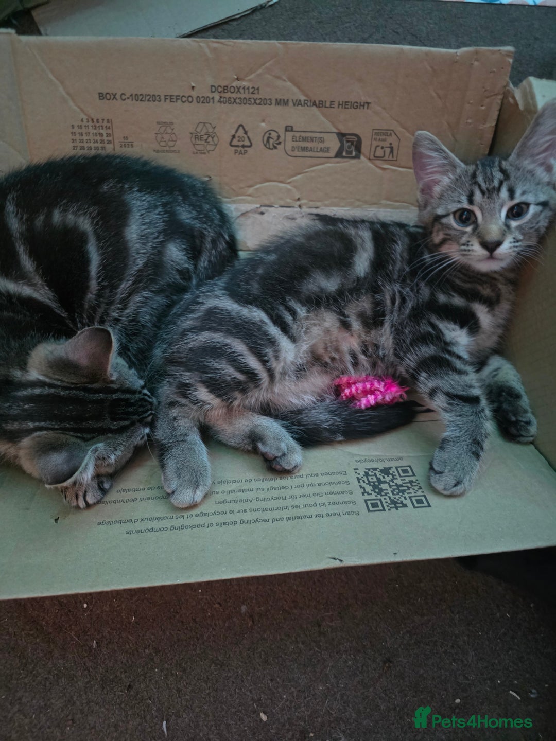 British Shorthair cats for sale: 2 Male Kittens - Advert 1