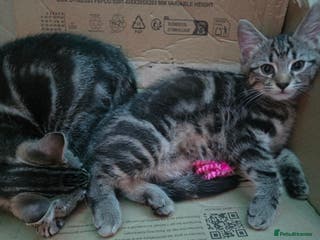 British Shorthair cats 2 Male Kittens - Advert 13