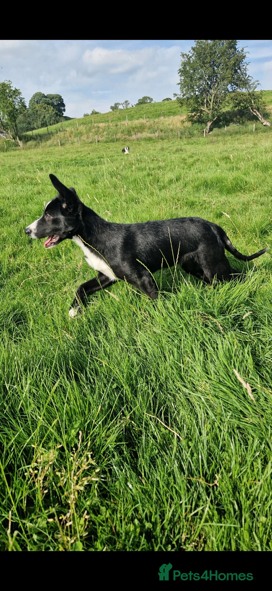 Border Collie dogs for sale: ISDS REGISTER BORDER COLLIE  - Image 2
