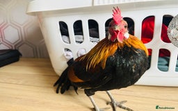 Chickens poultry for sale: Dutch Batam rooster  - Image 6