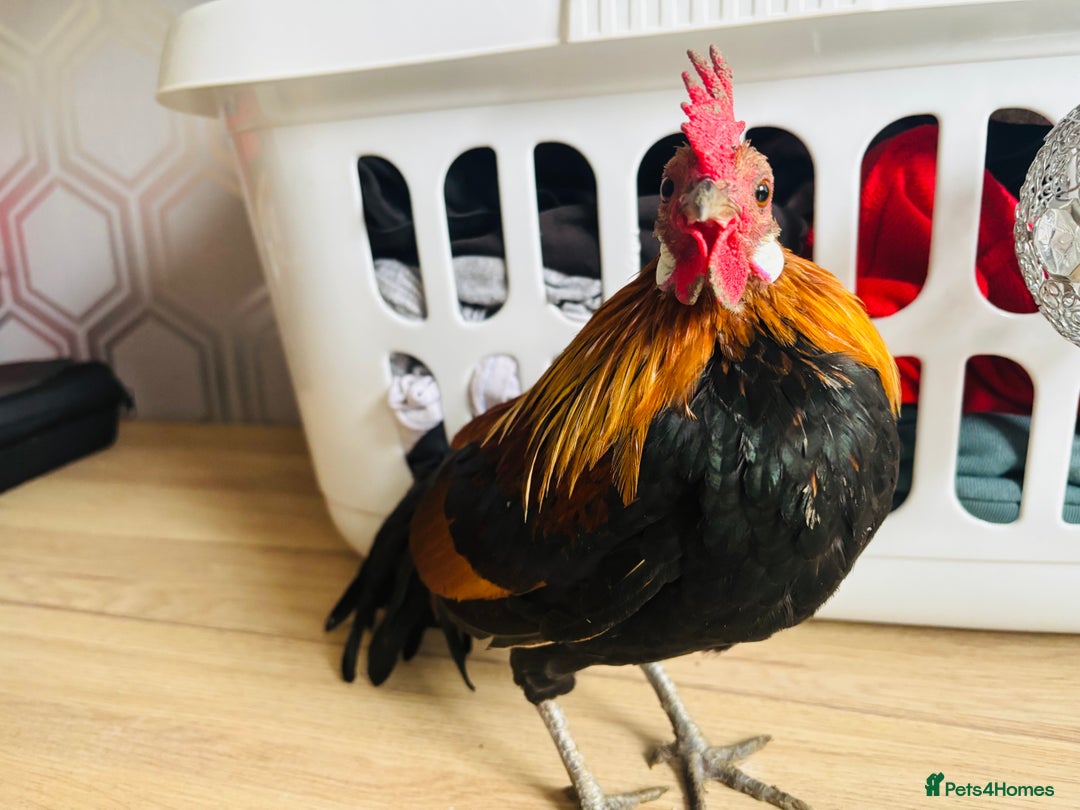 Chickens poultry for sale: Dutch Batam rooster  - Image 6