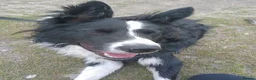 Border Collie dogs for sale: Looking for a forever home - Advert 19