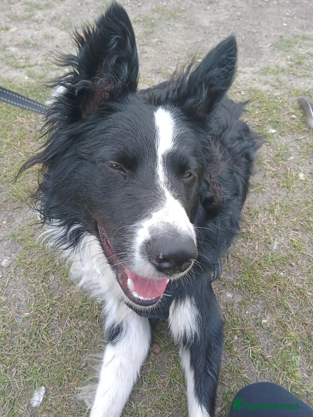 Border Collie dogs for sale: Looking for a forever home - Advert 19