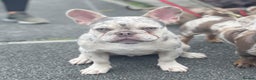 French Bulldog dogs for stud: LILAC AND TAN MERLE FRENCH BULLDOG STUD in Sunderland - Advert 7