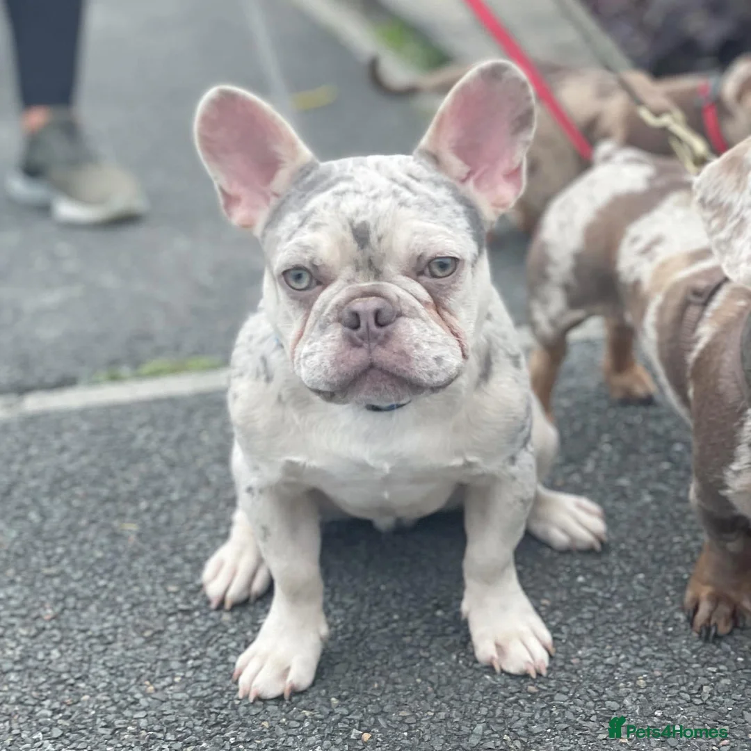 French Bulldog dogs for stud: LILAC AND TAN MERLE FRENCH BULLDOG STUD in Sunderland - Advert 7