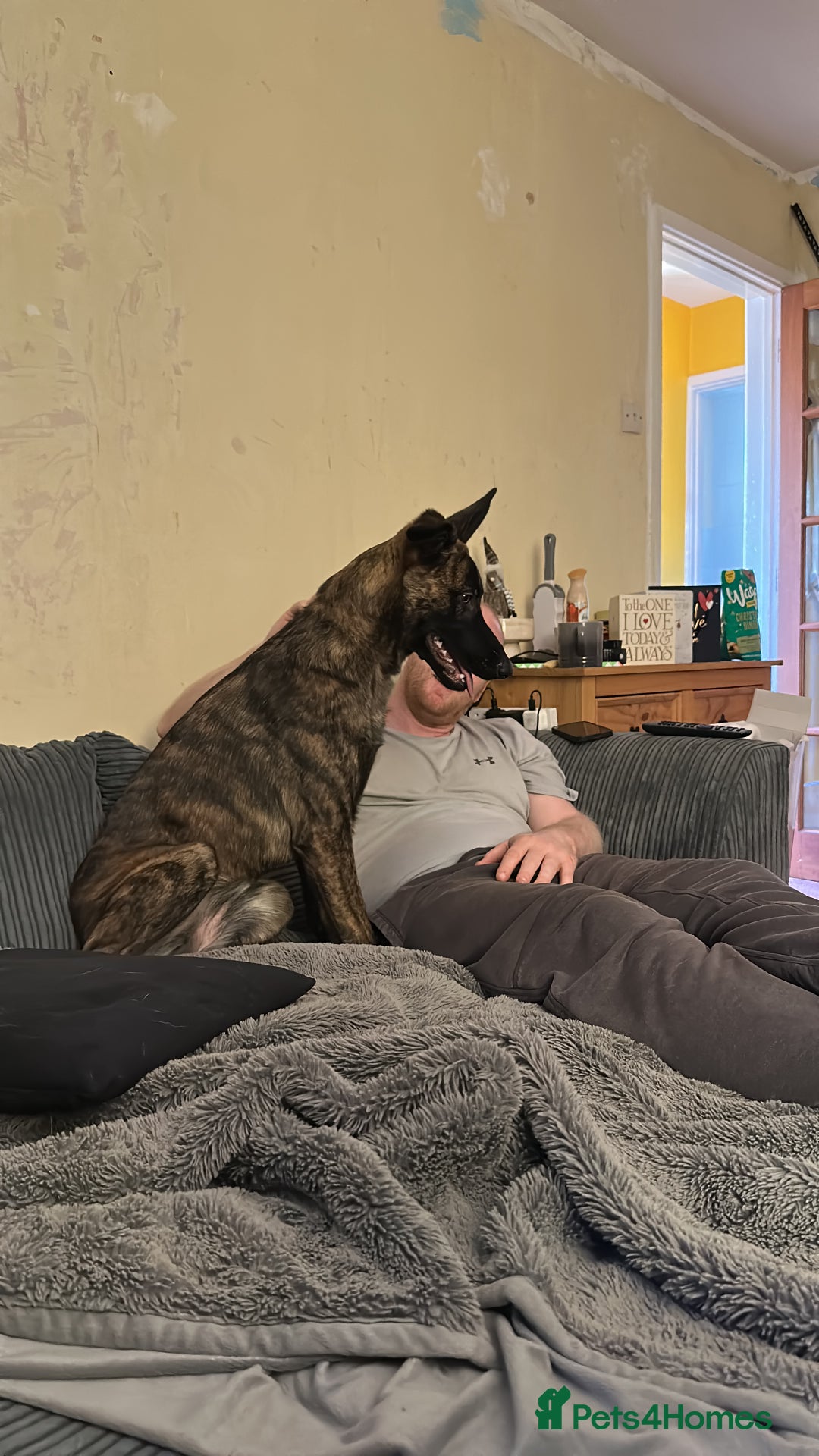 Mixed Breed dogs for sale: PENDING MEET & GREET - Lurcher X German Shepard  - Advert 4