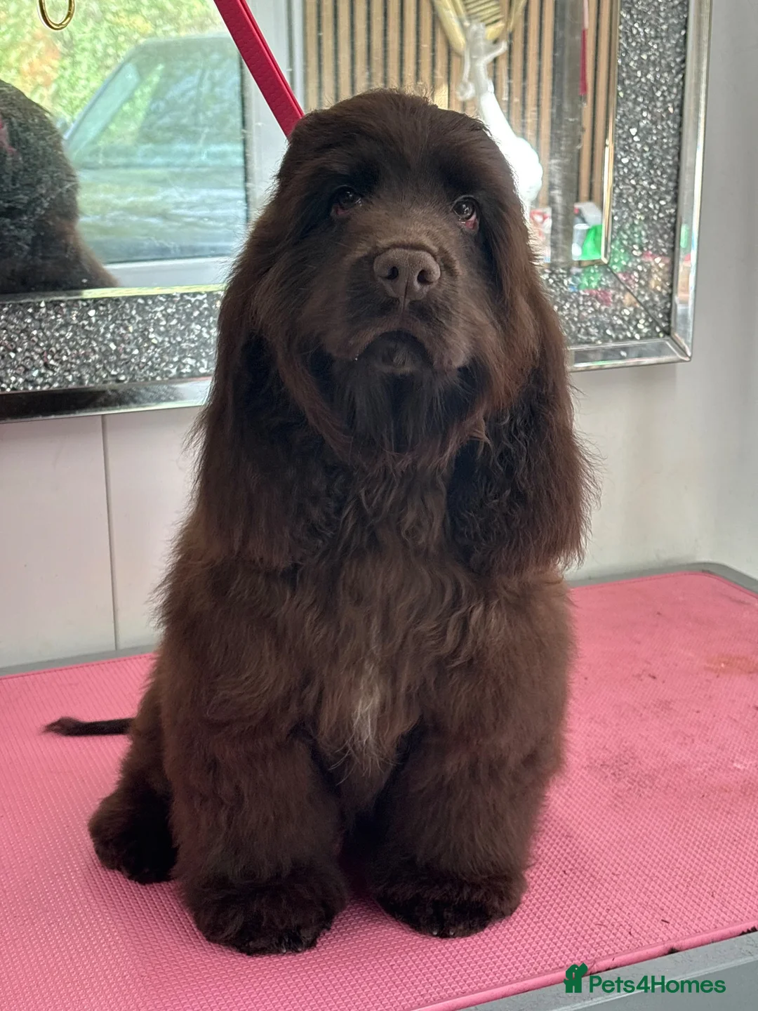 Cocker Spaniel dogs for sale: Bear looking for a new family  - Advert 6