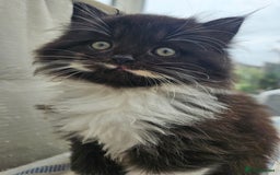 Mixed Breed cats for sale: Adorable Fluffy little Boy  - Image 11