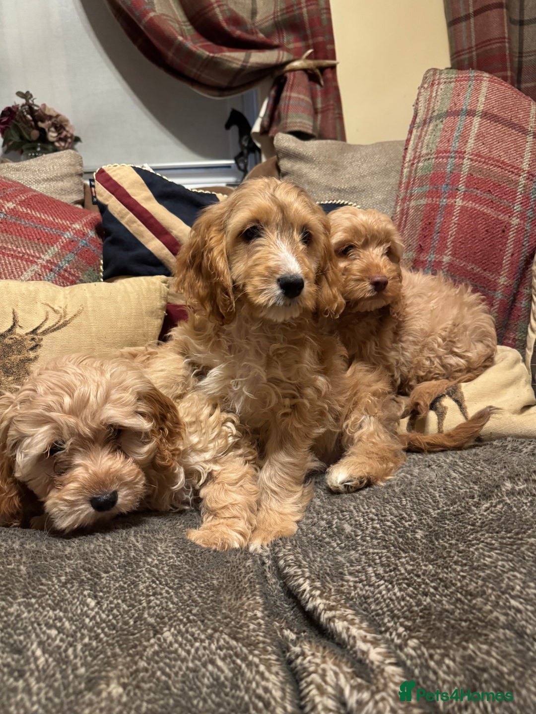 Cockapoo dogs for sale: 🐶 F1 Cockerpoo Puppies 🐶 - Image 6