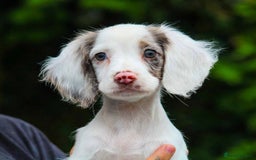 Cocker Spaniel dogs for sale: Working Cocker Spaniel puppies LAST TWO GIRLS - Image 3