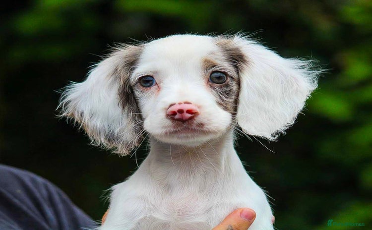 Cocker Spaniel dogs - Advert 2