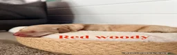 Labrador Retriever dogs for sale: KC registered labrador pups  in Halstead - Advert 2