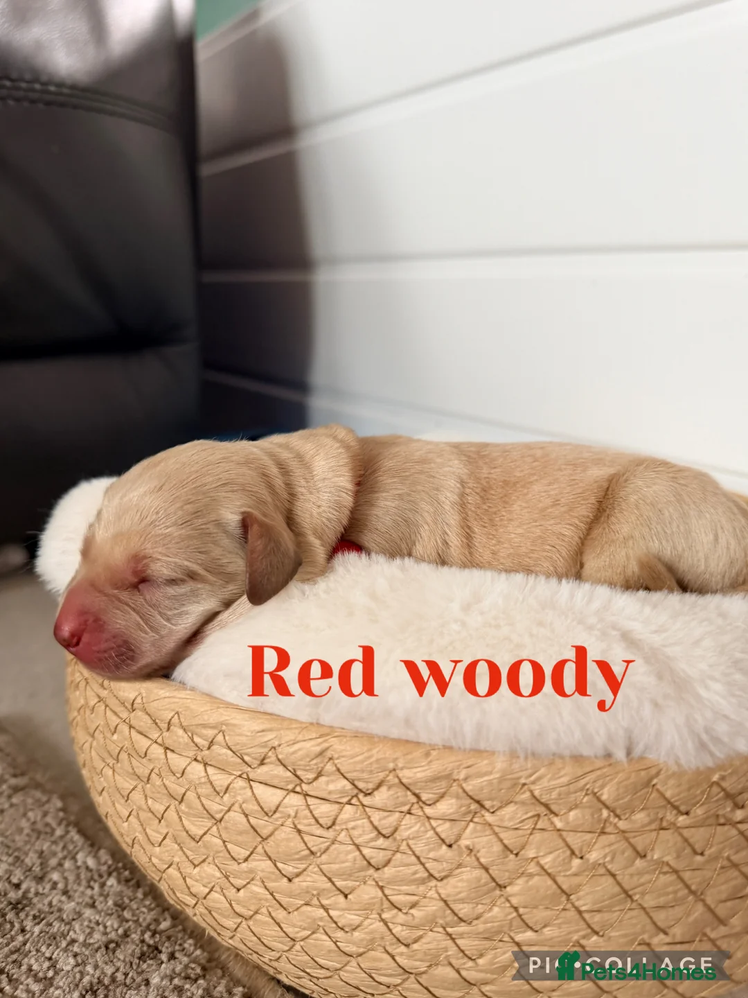 Labrador Retriever dogs for sale: KC registered labrador pups  in Halstead - Advert 2