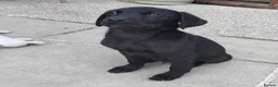 Labrador Retriever dogs for sale: 5 Beautiful labrador puppies (Male) - Advert 9