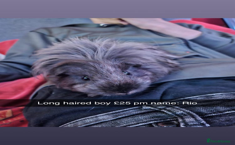 Guinea Pig rodents - Advert 8