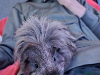 Guinea Pig rodents - Advert 38