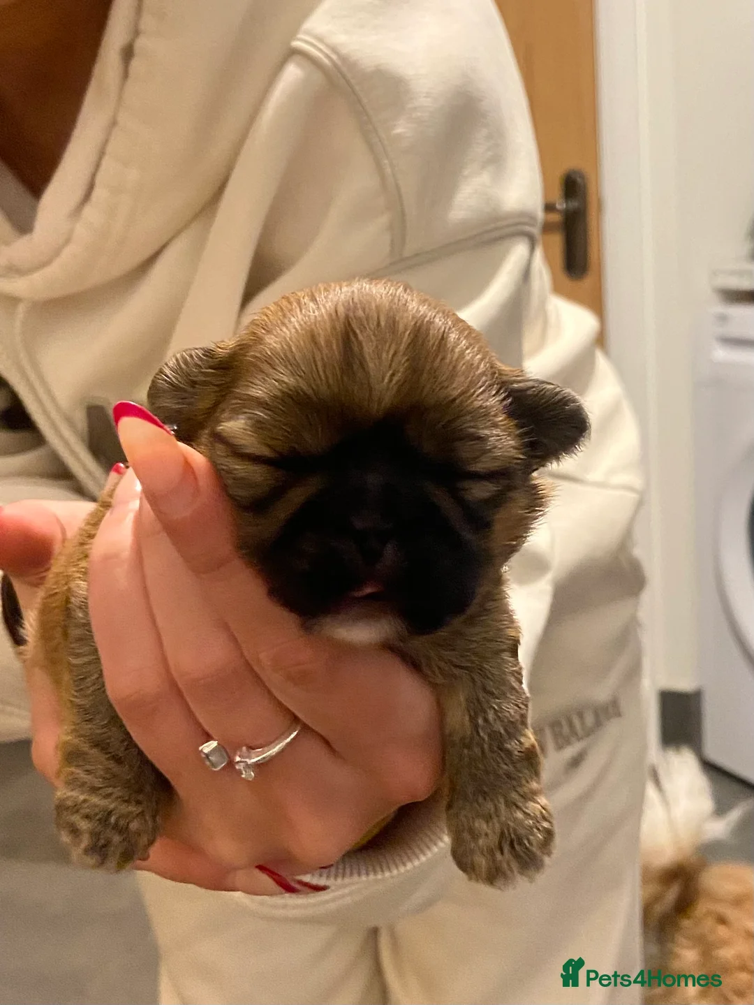 Shih Tzu dogs for sale: X2 beautiful female shihtzu puppies  - Advert 9