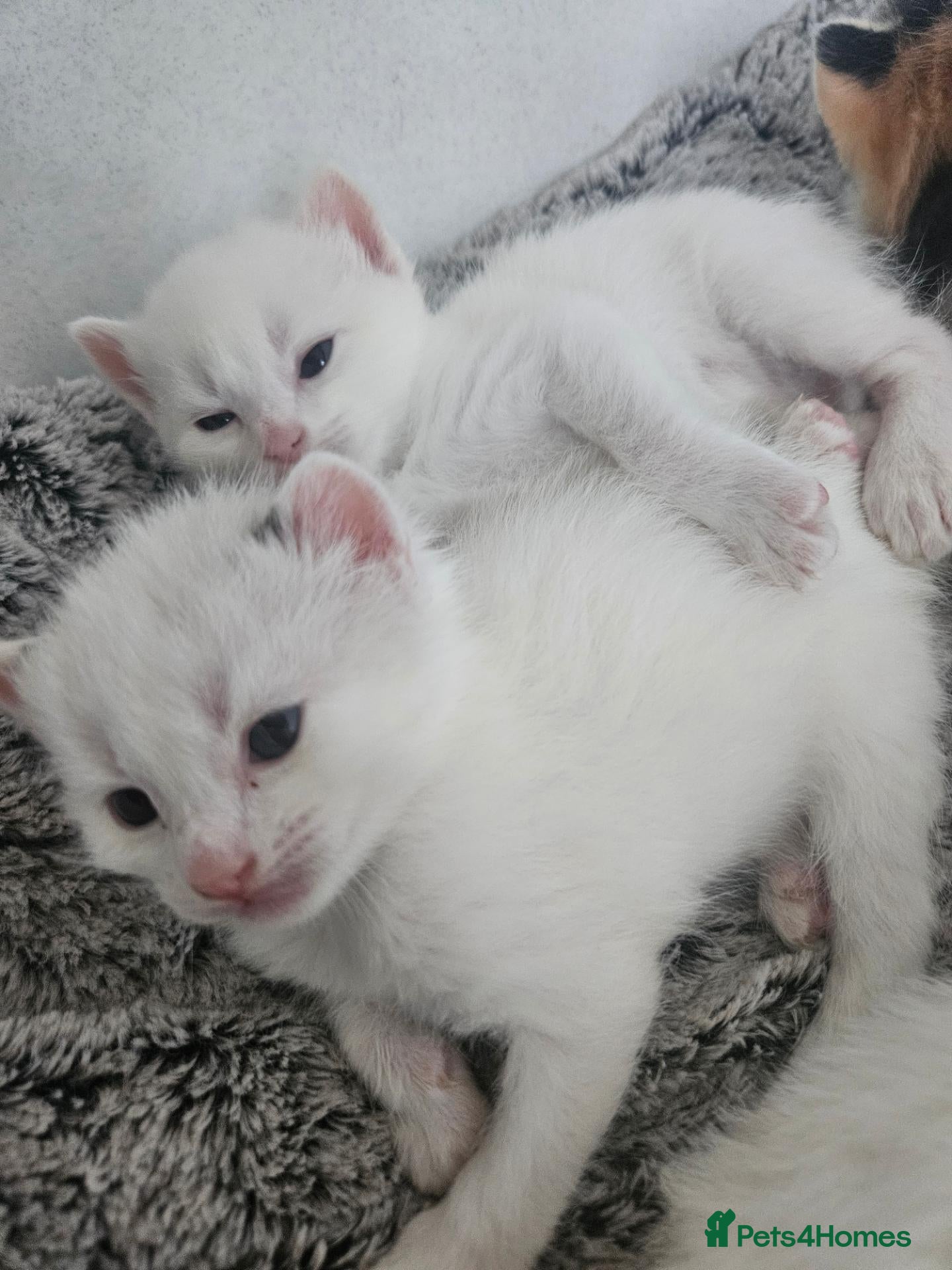 Ragdoll cats Stunning, Friendly Ragdoll cross kittens - Advert 2